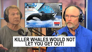 Seaworld  Killer Whales Would Not Let You Out Of The Water