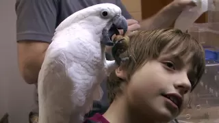 Picking the Right Bird for a Pet