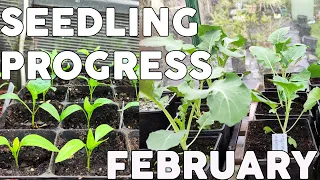 FEBRUARY # Seedlings Progress