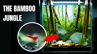 Creating A Unique RARE SHRIMP TANK Using Bamboo! (Aquascape Tutorial)