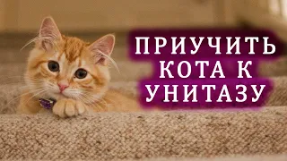 Как приучить кота к унитазу с помощью лотка для приучения кошек к унитазу