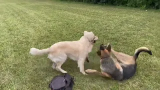 德牧哥很生气，金毛弟怕了。（German Shepherd Get Mad When Golden Retriever Bites His Hind Leg ）