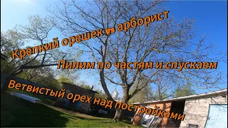 Арбористика‼️Удаление по частям огромного ветвистого ореха🌳, растущего над хозпостройками