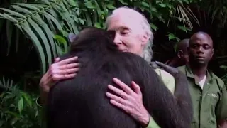 Chimpanzee Hugs Woman Who Rescued Her From Illegal Bushmeat Trade In Congo