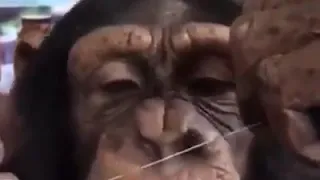 If this monkey can floss, so can you