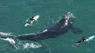 Австралийские серферы поплавали в опасной близости с китом (новости) http://9kommentariev.ru/