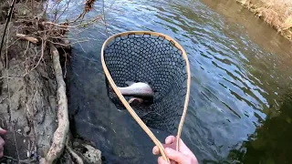 catching toads one after the other in front of spectators in Gatlinburg