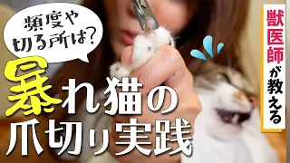 猫の一人爪切り完全版！！獣医師が気をつけているのはどんなこと？！