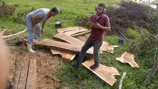 serrando jacarandá caviuna aproveitando que foi cortada na limpeza da rede alta tensão