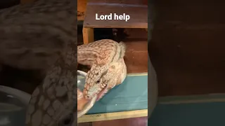 Tegu goes crazy for some food!!! - #shorts