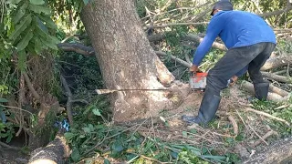 Diluar dugaan,pohon nggak mau dibangunkan,potong pohon Trembesi yang condong kesawah lain pemilik