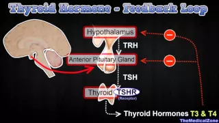 Thyroid Hormone Regulation - Negative Feedback Loop [Hypothalamus and Anterior Pitutiary]