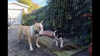 Bull Terrier Puppy: Levi Meets His New Friend Winnie