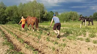 🚜Крісті на городі🪭підгортає картоплю.🥔🥔🥔🍀