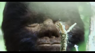 Discovering Bigfoot.  An Incredible Factual Sasquatch Documentary