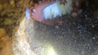 Mother Octopus Guards Her Eggs.
