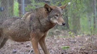 Red Wolf Arrival