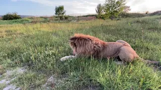 Нас сопровождает ЛЬВИНЫЙ КОНВОЙ !