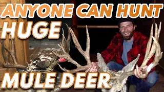 Hunting Huge Mule Deer - Anyone Can, Here's How