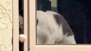 Curious Cat: The Escape