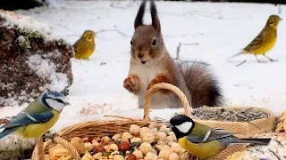 Winter fun with Fluffy Squirrels & Cute Little Birds🐿️🐦 10 Hours Cat & Dog TV