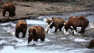 Group of Male Brown Bears fishing at McNeil River Alaska