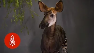 The Only Relative of the Giraffe Looks Like a Zebra