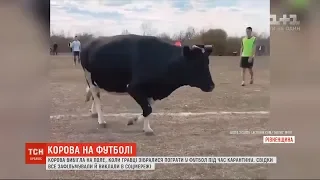 Корова вибігла на поле, коли гравці зібралися пограти у футбол під час карантину