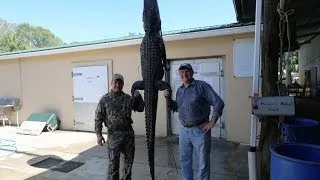 Охота на Большого Аллигатора (3 м) во Флориде