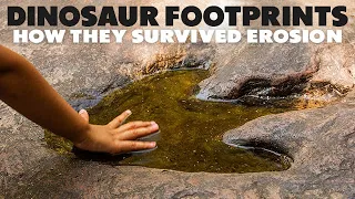 How Dinosaur Footprints Survived 65 Million Years