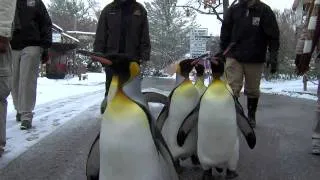 Penguin Parade 2011-Cincinnati Zoo