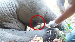 Pus filled abscess caused the elephant to limp, Wildlife guardians were there to treat