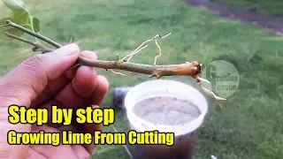 Step by Step To Growing Lime Tree From Cuttings