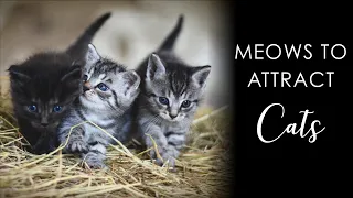 Meows to ATTRACT CATS, Sounds To Make Your Cat Come To You 😻😻 #meow #kittens #catlovers