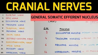 Cranial Nerves Anatomy - 1 | Nuclei of Cranial Nerves