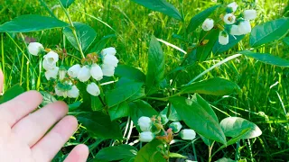 🌤️Голубика Рост в Течение Года и Двух лет. Первый Урожай, Уход, Подкисление Почвы. Голубика на даче