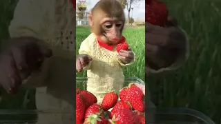 cute monkey eating strawberry #shorts #animals