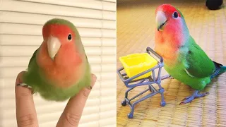 Smart And Funny Parrots Parrot Talking Videos Compilation (2023) - Cute Birds #10