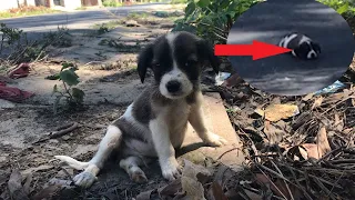 the puppy lay collapsed in the middle of the road due to hunger.