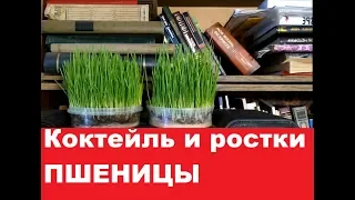 Зелёный коктейль с РОСТКАМИ ПШЕНИЦЫ!