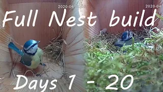 COMPLETE NEST BUILD - Blue Tits/Side View /Complete Nest construction Days 1-20 /Build To Incubation