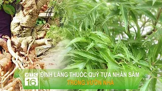 Đinh lăng - Cây thuốc quý tựa nhân sâm trong vườn nhà | VTC16