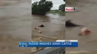 Cows swept away