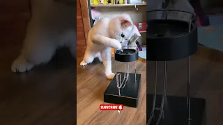 funny cat videos