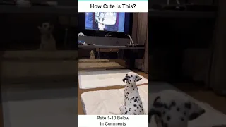 Dalmatian Puppy Watching Disney On TV