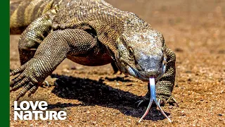 How to Catch a Feisty Monster Lizard | Malawi Wildlife Rescue