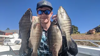 The Fish that Nobody Targets (Blackfish/Luderick Fishing) Part 1