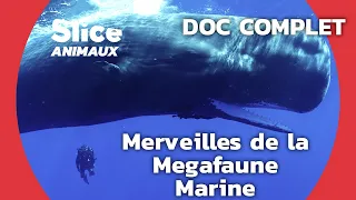 À la Rencontre des Géants des Mers | SLICE ANIMAUX | DOC COMPLET