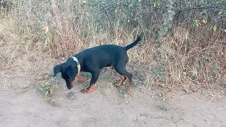 Ягдтерьер Рубик 4,5 месяца jagdterrier puppy щенок  немецкий охотник мышь полёвка первое знакомство