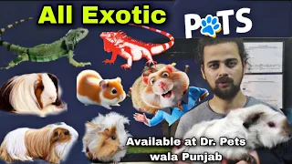 Exotic Pets,Iguanas,Dwarf hamster, Gerbils & Syrian Hamsters at Dr pets wala Punjab